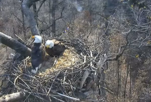 Eagles