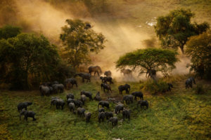 Zakouma National Park