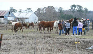 Starving horses delmarva now