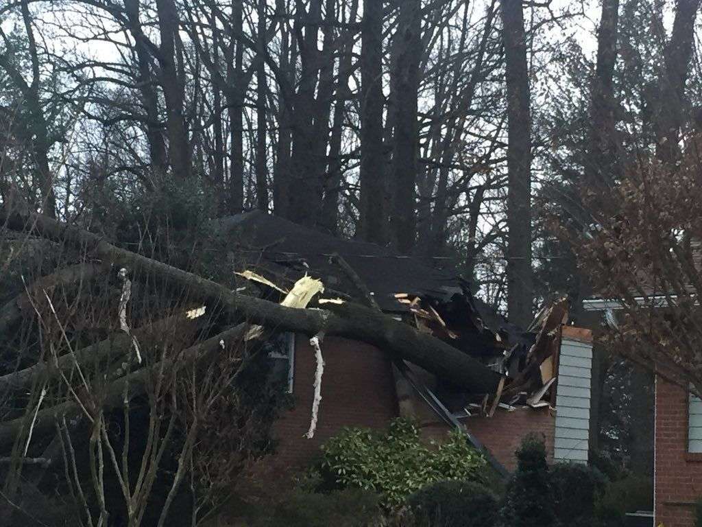 Tree house kensington