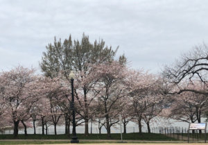 040318 cherry blossoms
