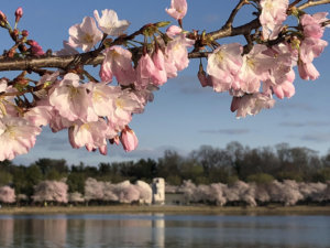 040518 cherry blossoms