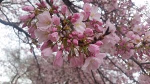 1CherryBlossomsEaster