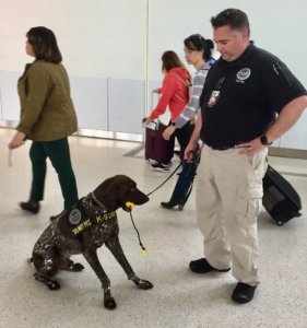 Tsa dog