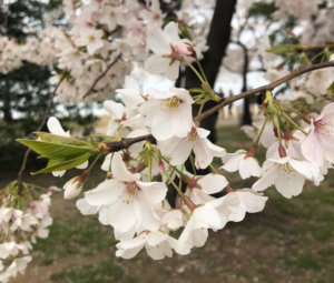 Cherry blossoms