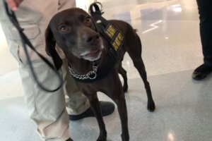 Tsa dog