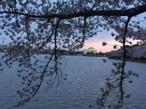 Cherry blossom domen
