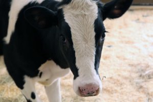 0511 cow
