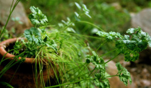 Holiday Herbs, parsley