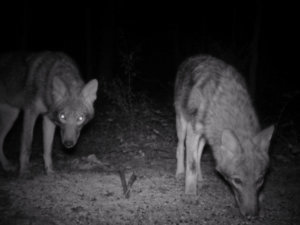 Fairfax Co Coyotes