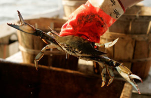 Crabbers Feel Pinch As Catch Declines Along Maryland Coast