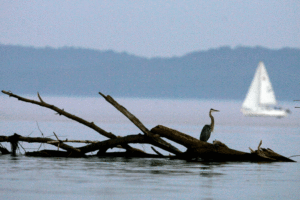 A heron, with a sailboat behind it.