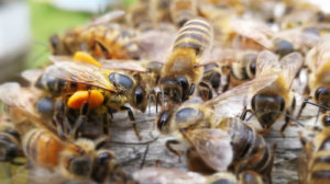 Honey bees