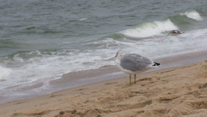 In Md., Ocean City keeps an eye on Tropical Storm Florence’s impacts