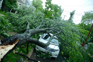 Dave tree down