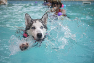 Dogs in the pool husky