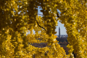 Ginkgo tree wash mon