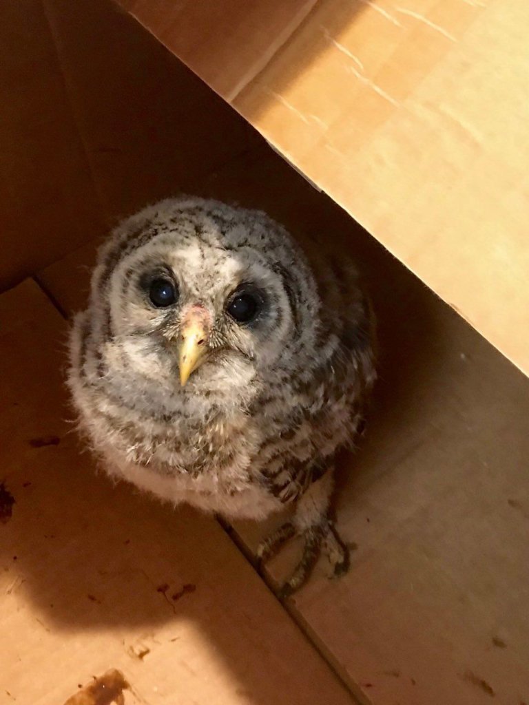 Owlbox
