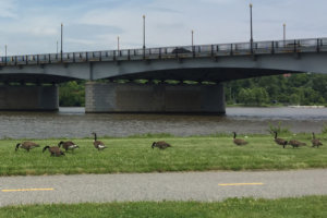 0613 geese