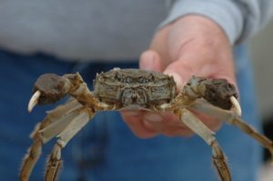 0625 medium CRAB3