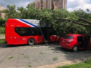 Tree on bus
