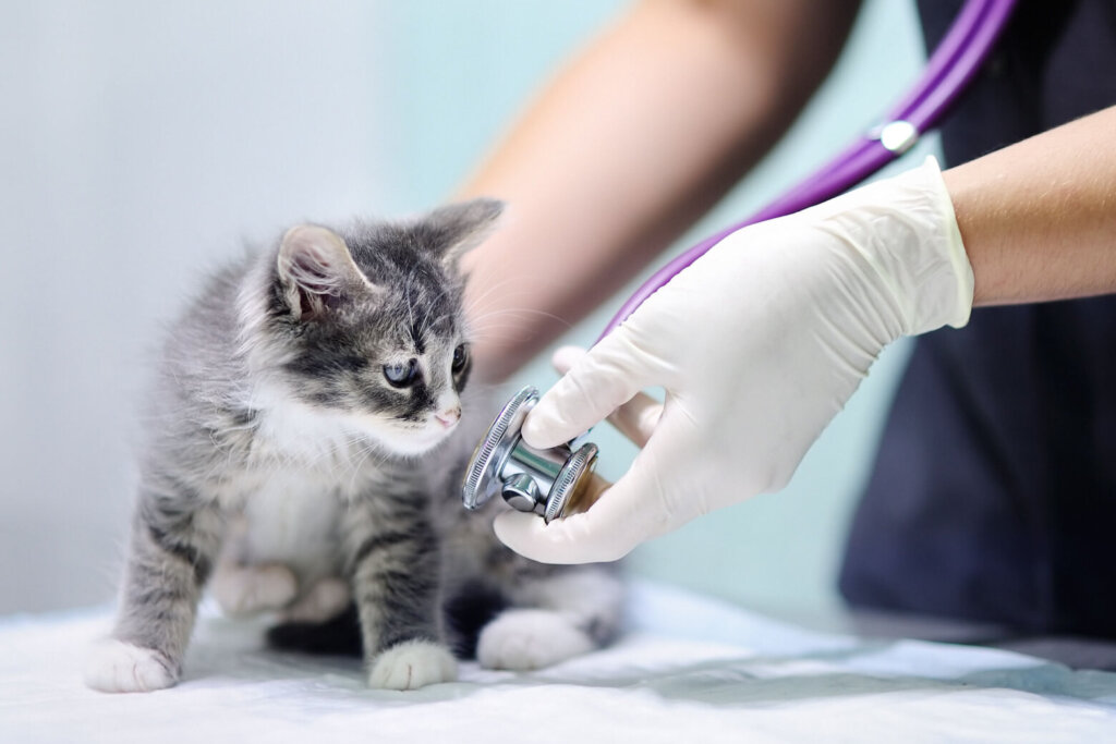Veterinary doctor using stethoscope for kitten