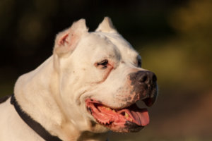Portrait Dog