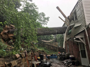Tree vs house dc