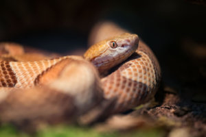 Snake in a terrarium