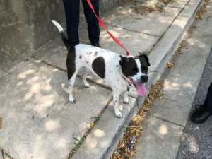 071818 rebel dog