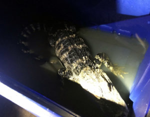 0726 gator2