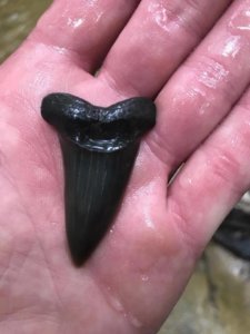 PHOTOS: Shark teeth found in Huntingtown creek