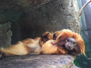 Golden Tamarins