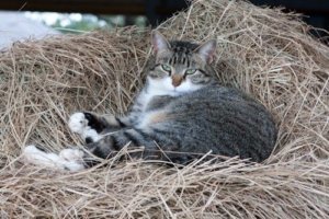 Barncat5