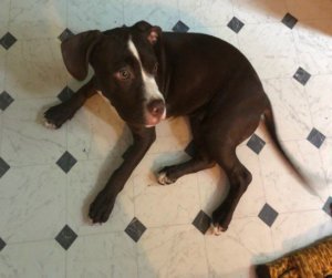 Bella missing dog