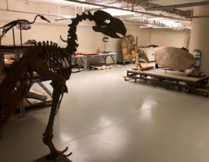 Dino