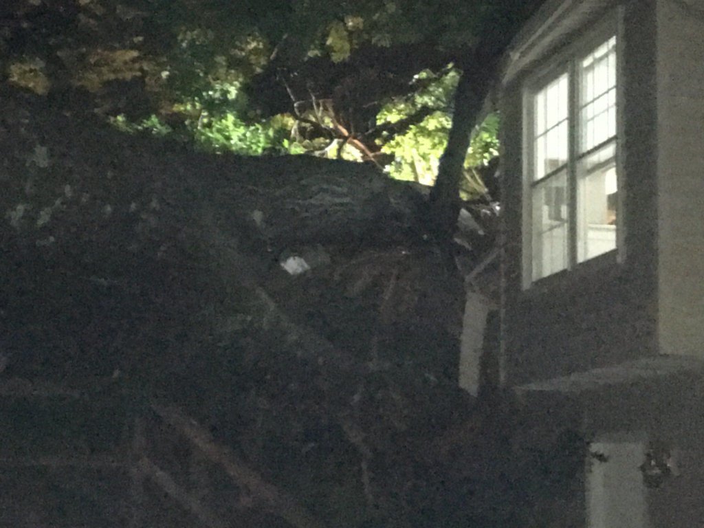 Tree fell