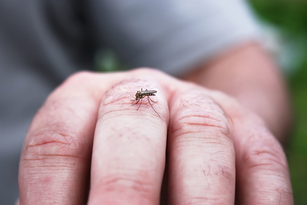Mosquito sucking blood on the man skin