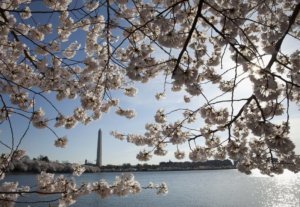 Cherry Blossoms