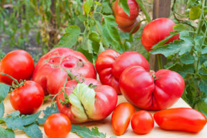 Inglorious tomatoes