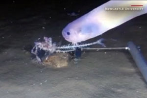 0912 snailfish