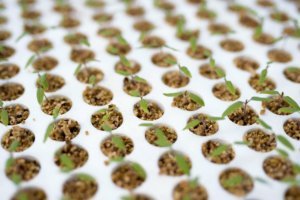 Accelerator Fund