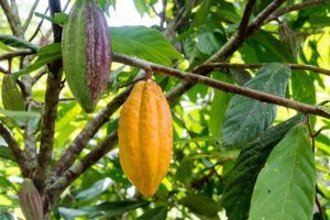 Cacao pod tree