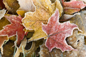 First Frost