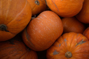 Pumpkins Growing In Kent Fields Ahead Of Halloween