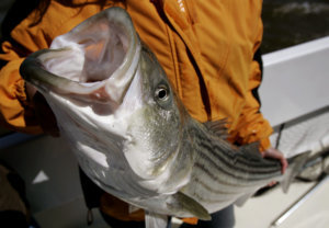 ROCKFISH