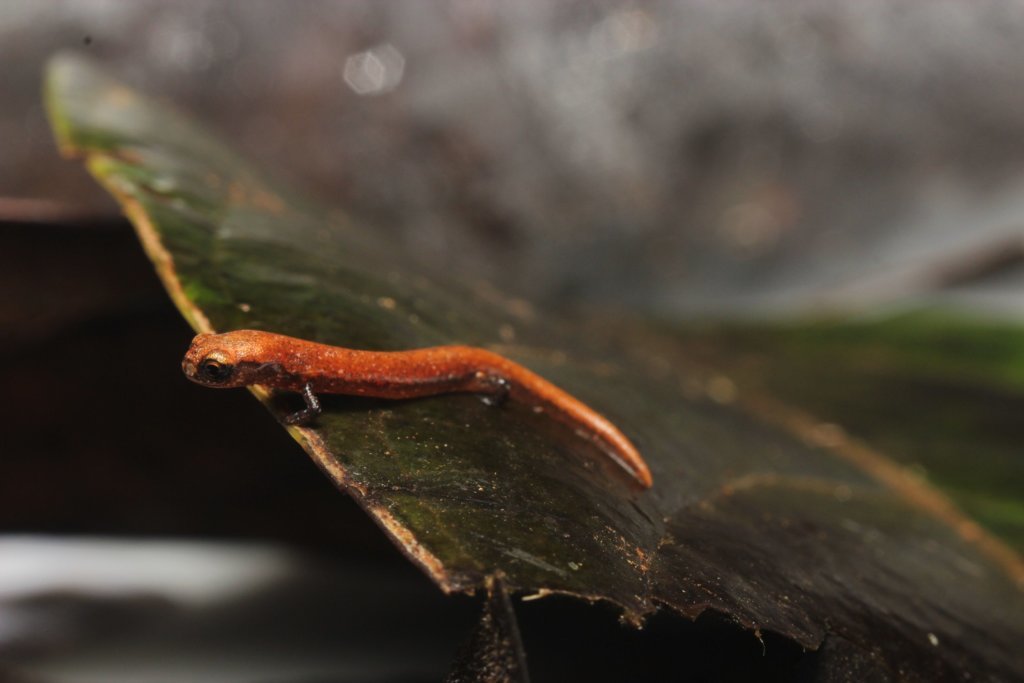 SALAMANDER