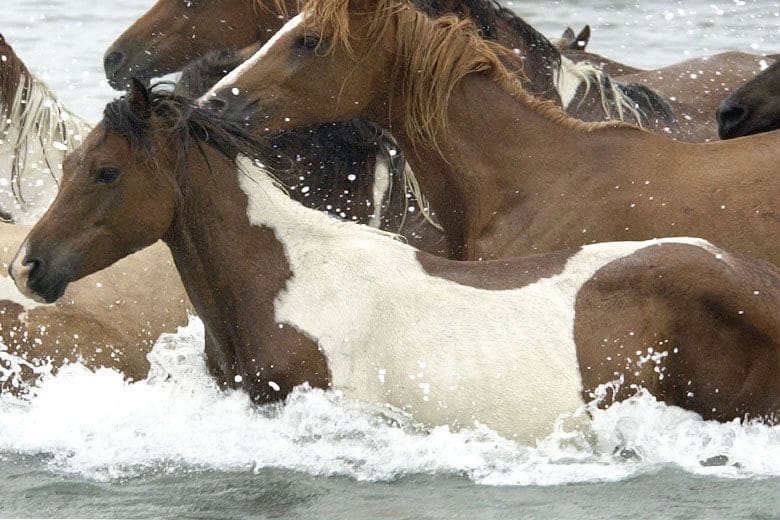 PONY SWIM