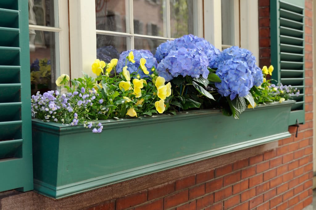 Window Box with Blue Hydrangea