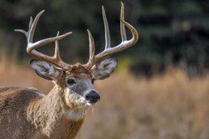 Deer looking for who's coming in Quebec, Canada.